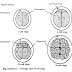 एम्फिऑक्सस में भ्रूणीय विकास का वर्णन | Description of embryonic development in Amphioxus