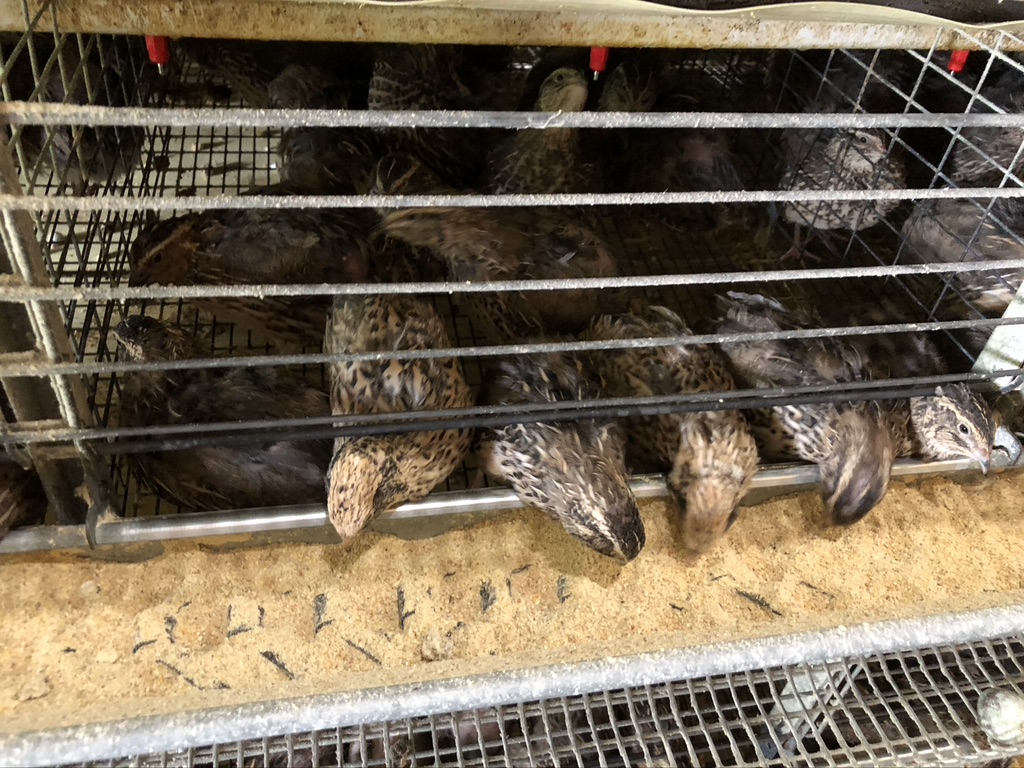 The Passionate Foodie Cavendish Game Birds From Quail to Balut