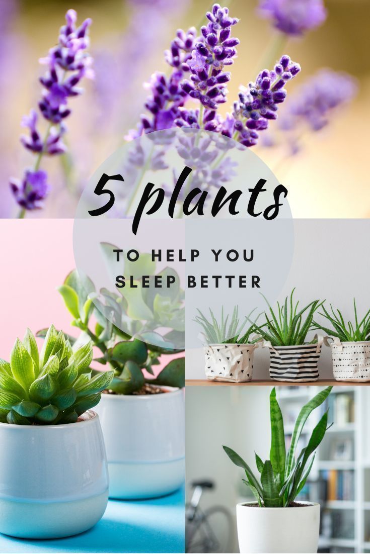 These 5 Plants Will Help You Sleep Better wellness magazine