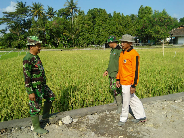 Petani Desa Jimbung Senang Jalan Kesawah Akan Dibetonisasi Satgas TMMD Reg 105 Kodim Klaten   