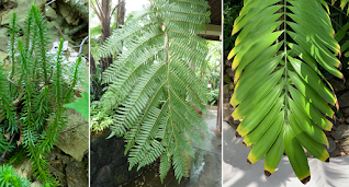 Photographic image of leaves, 3 panels. Left: Firmoss, a lycophyte. Center: A tree fern leaf. Right: A cycad leaf.