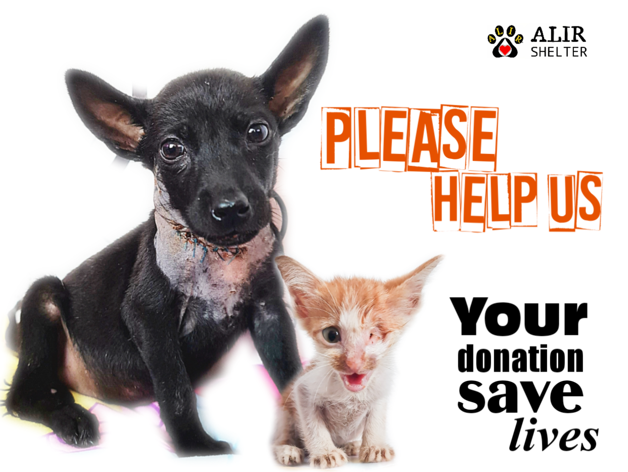 ALIR Shelter ALIR Shelter Wish List