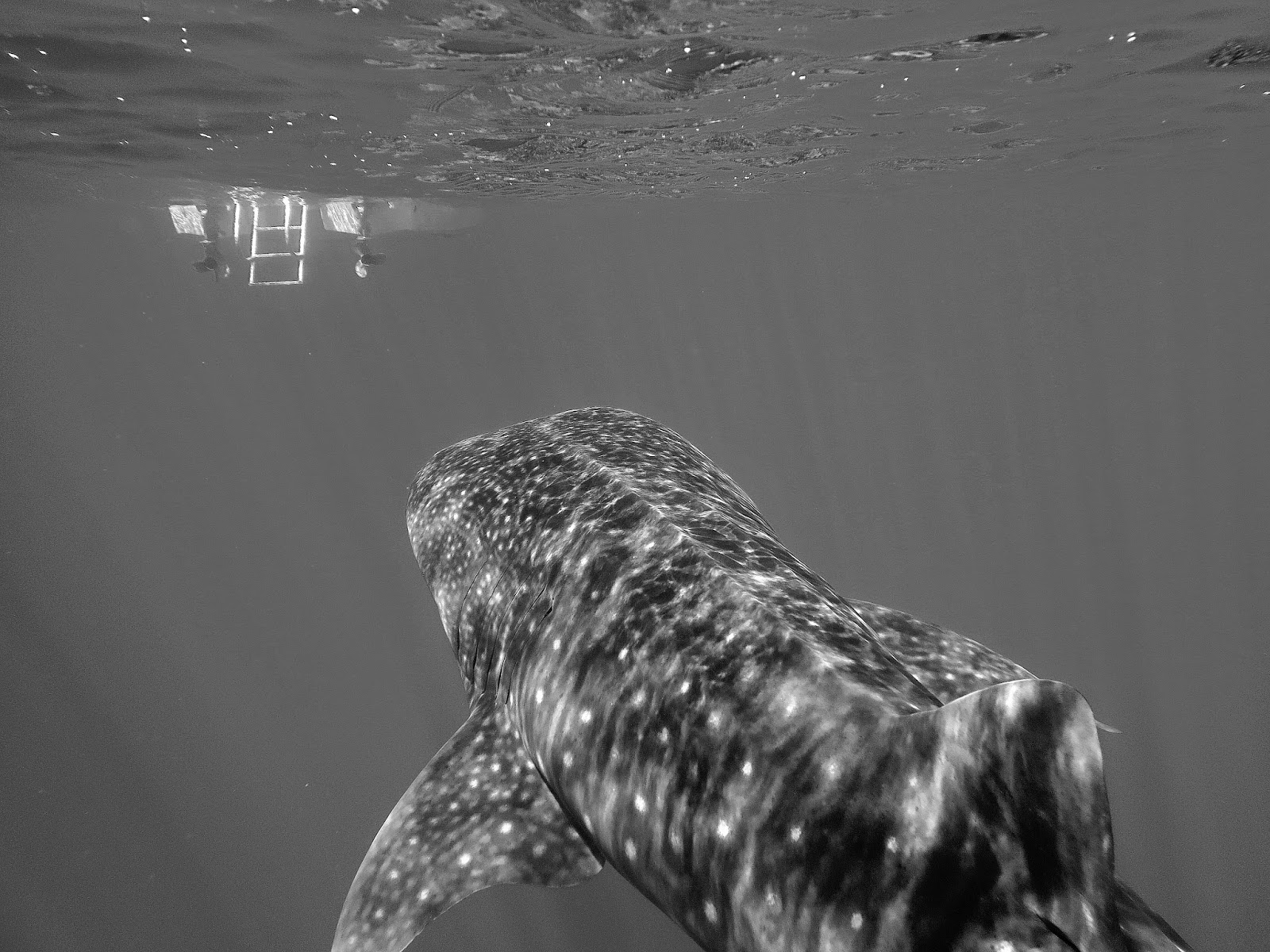 Swim with Dolphins, Snorkel with Manta Rays, Whale Watching, Boat Tours