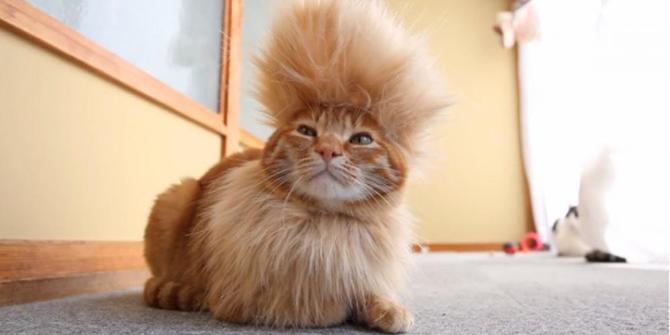 inilah kucing lucu dan menggemaskan - kumpulan gambar ...