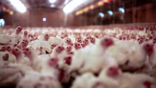 Maior importadora de frango, Arábia Saudita suspende 33 frigoríficos brasileiros