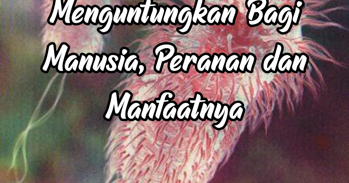 Lactobacillus acidophilus