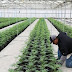 Marijuana company buys entire US town to create 'cannabis-friendly municipality'