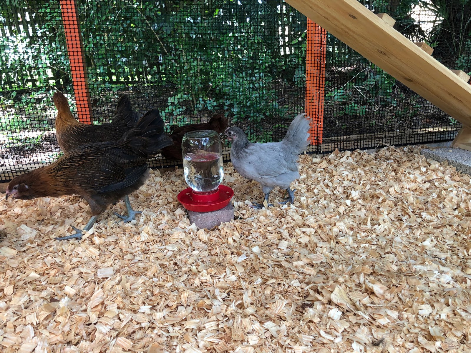 Mid Century Modern Chicken Coop! Architecture in Sarasota