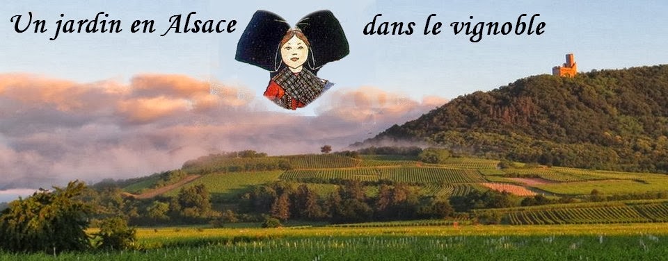 Jardin-Alsace-Vignoble