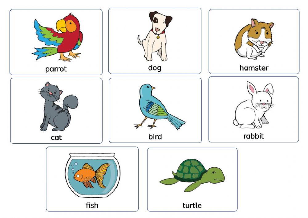 Pets vocabulary. Pets на английском для детей. Питомцы на английском на б. Pets Vocabulary Worksheet. Проекты на тему my Pet.