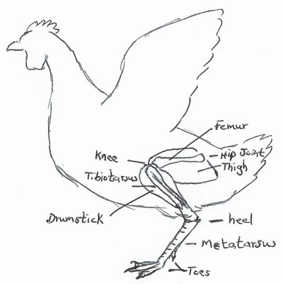 Sketch of chicken showing legs and feet bones Sketch of chicken showing legs and feet bones