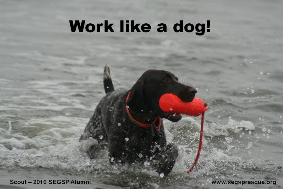 Work Like a Dog Day Work Like a Dog Day