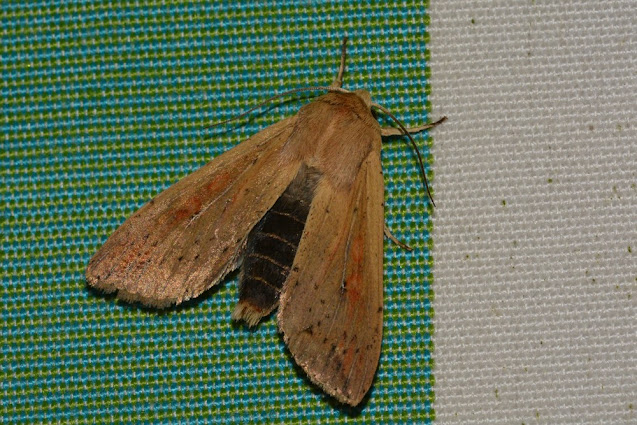 Mythimna unipuncta Mythimna unipuncta