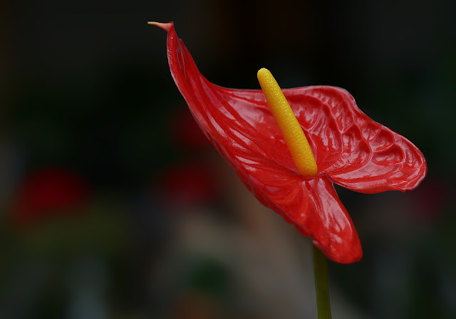 Red Calla-Lilly