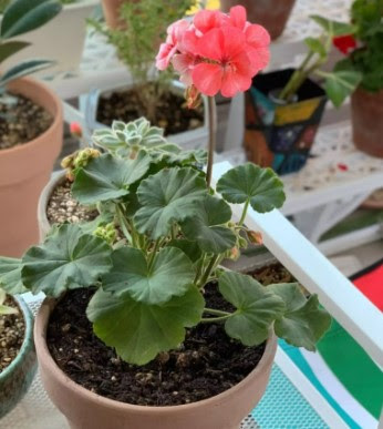 9 Jenis Tanaman Hias Bunga Dan Ciri Cirinya Paling Populer Di Indonesia