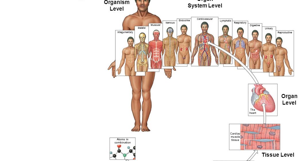 Levels of Structural Organization in the human body - Medical Yukti