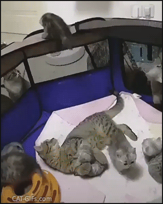Funny Cat GIF • Mama cat was so worried about cats outside. How fast she moved to save her baby Funny Cat GIF • Mama cat was so worried about cats outside. How fast she moved to save her baby