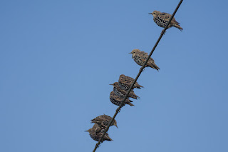 Wildlifefotografie Lippeaue Stare