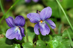 sweet viola violet odorata benefits health