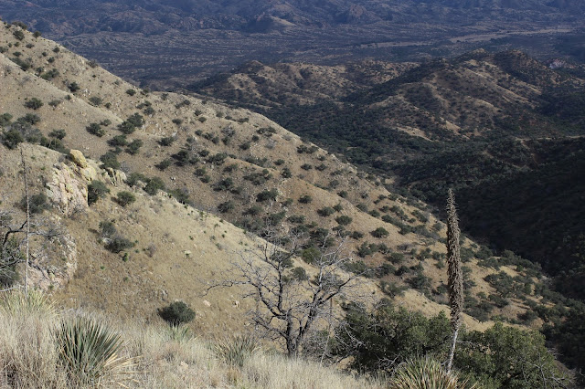 Guided%2BCoues%2BDeer%2BHunts%2Bin%2BSonora%2BMexico%2Bwith%2BJay%2BScott%2Band%2BDarr%2BColburn%2BDIY%2Band%2BFully%2BOutfitted%2B30.JPG