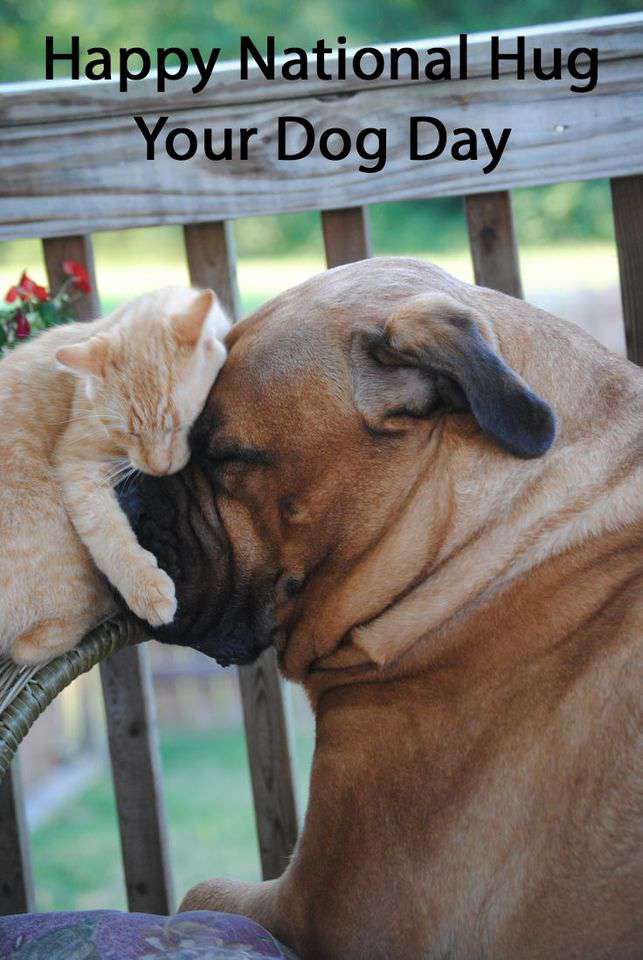 National Hug Your Dog Day Wishes Photos