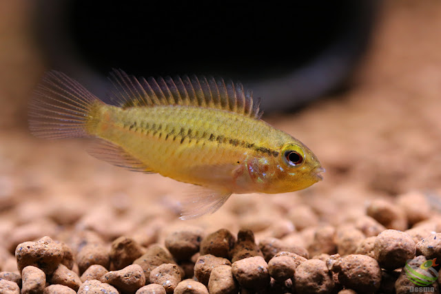 Apistogramma guttata / Rio Morichal Largo in Venezuela F1