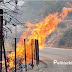 [Eλλάδα]Αποκαΐδια αφήνει πίσω της η μεγάλη φωτιά στη Χίο-Τεράστιες καταστροφές στα μαστιχόδεντρα