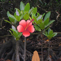 Wowescape Mangrove Forest…