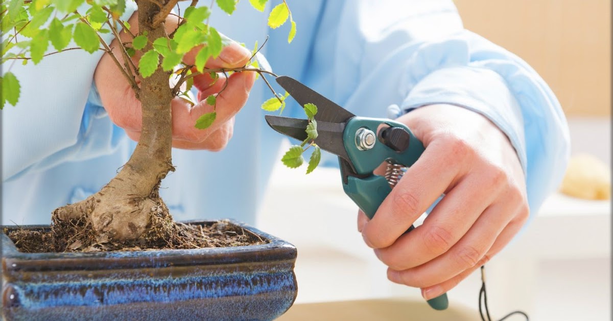 TIPS How to Prune Bonsai