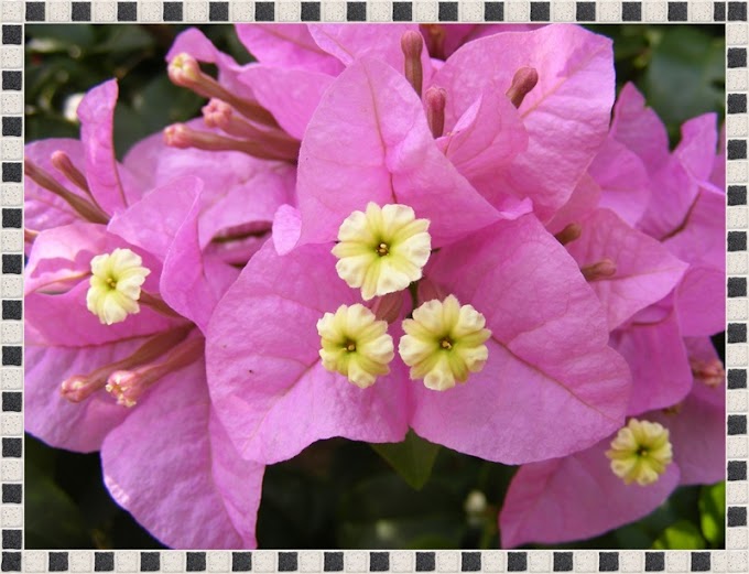 BOUGAINVILLEA-planta-flor
