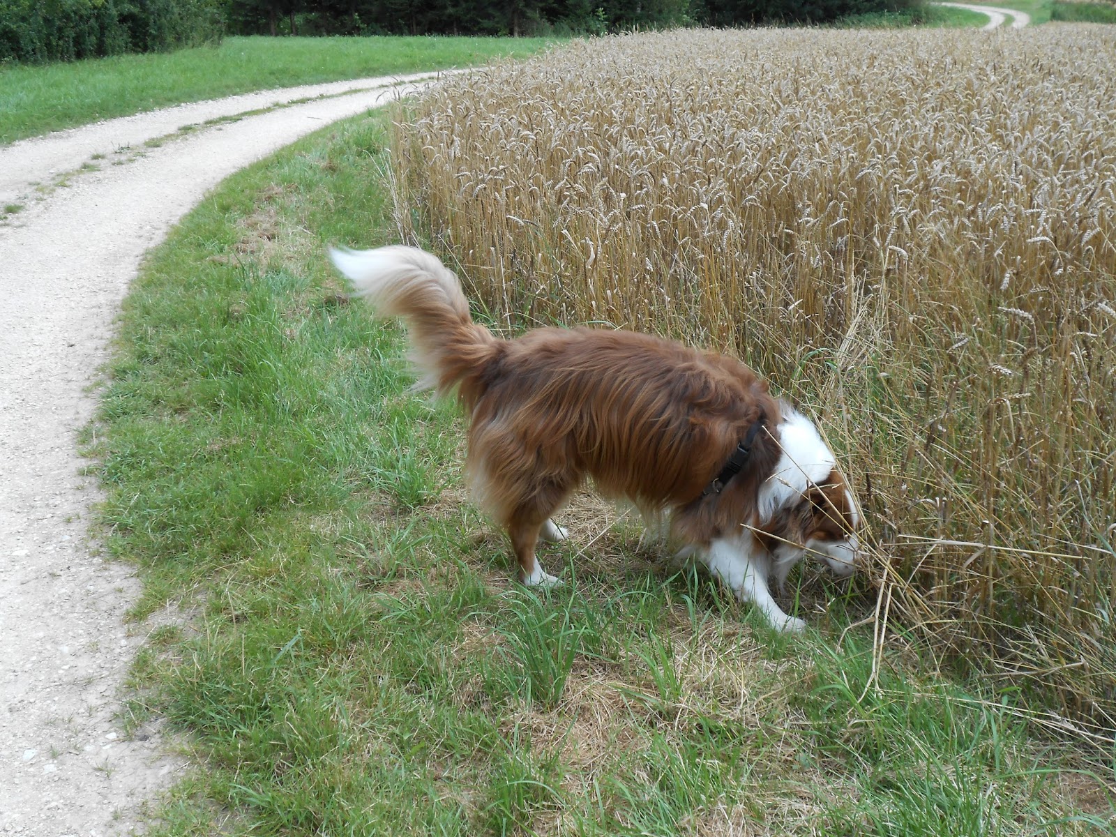 Sebadenitis Sebadenitis und nun?