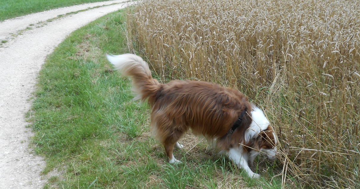 Sebadenitis Sebadenitis und nun?