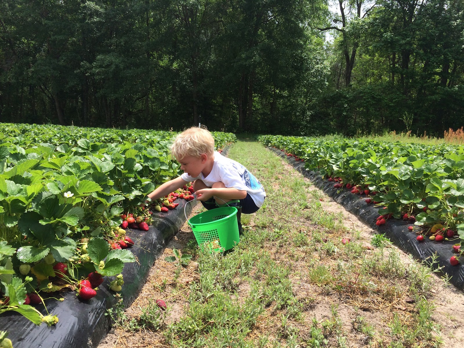 The Lowcountry Lady Upick Strawberries from Wabi Sabi Farm