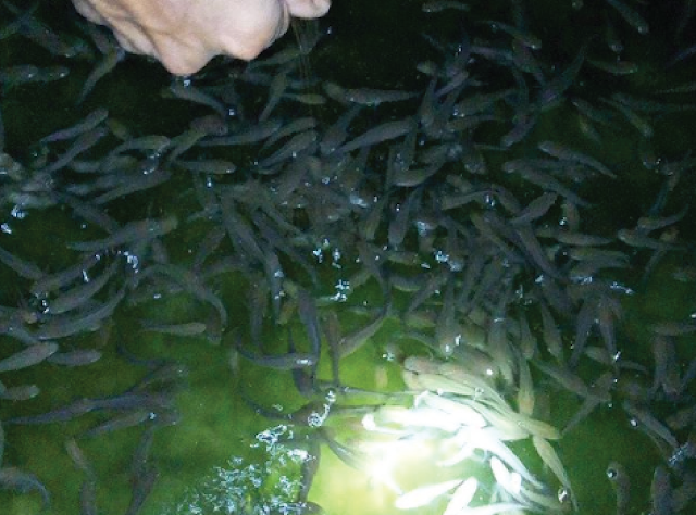 Menebar serta memberi makan benih ikan gabus