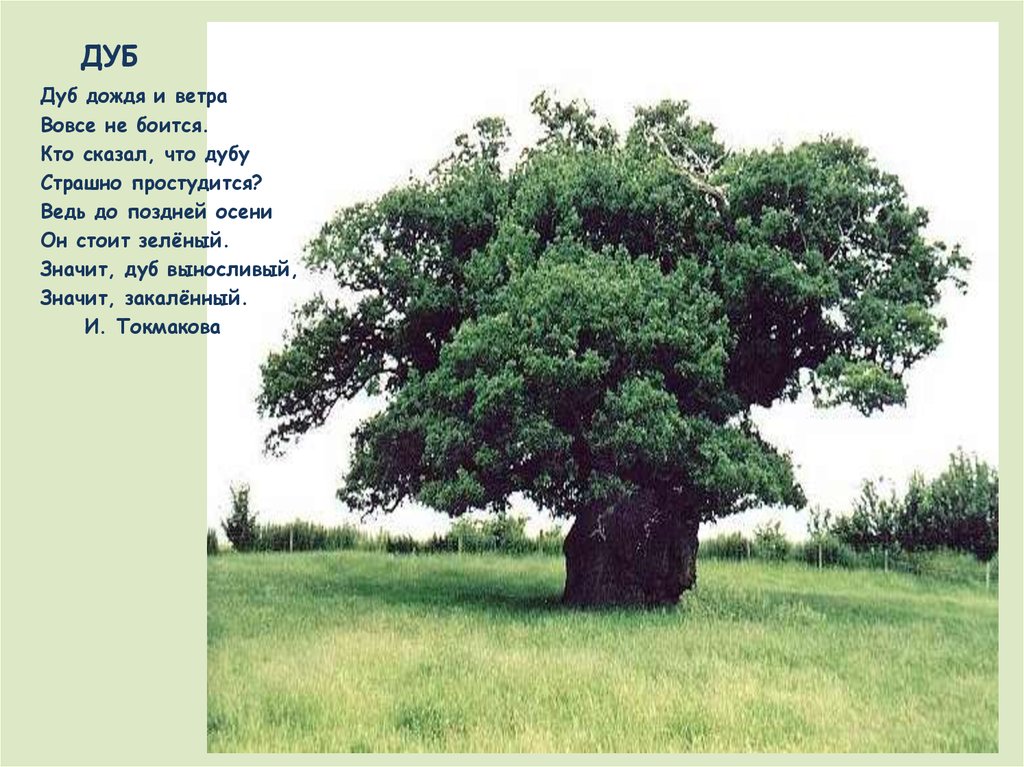 стихотворение дуб дуб дождя и ветра.