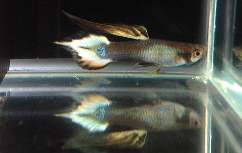 Gambar Jenis Ikan Guppy Speartail Warna Metalic Platinum