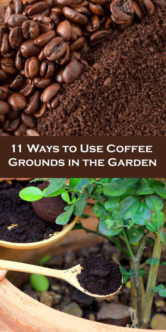 11 Ways to Use Coffee Grounds in the Garden KrobKnea