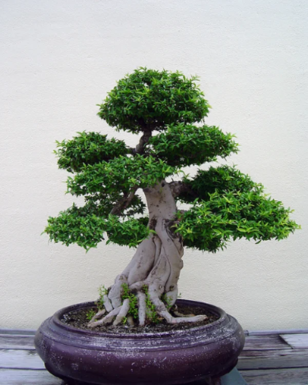 CATATAN ANAK RANTAU L4LAWANG: Tanaman Bonsai