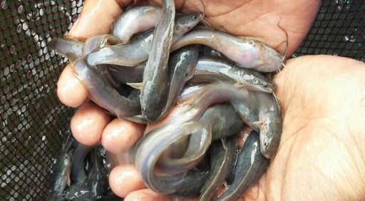 Jual Bibi Ikan Lele Kota Depok Aizar Fish Tokopedia