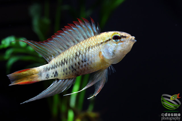 Apistogramma viejita