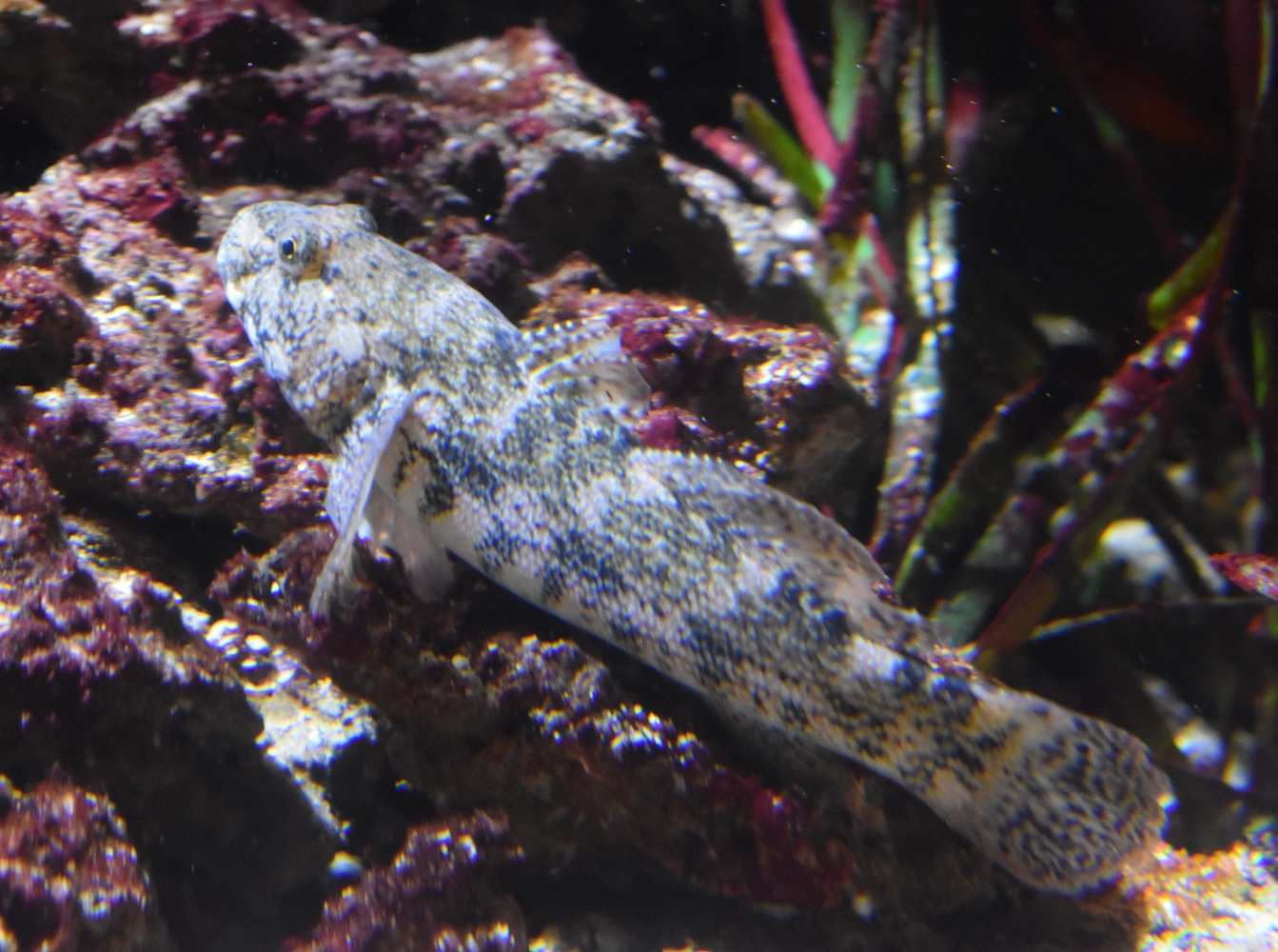 ZOOTOGRAFIANDO (MI COLECCIÓN DE FOTOS DE ANIMALES) GOBIO GIGANTE