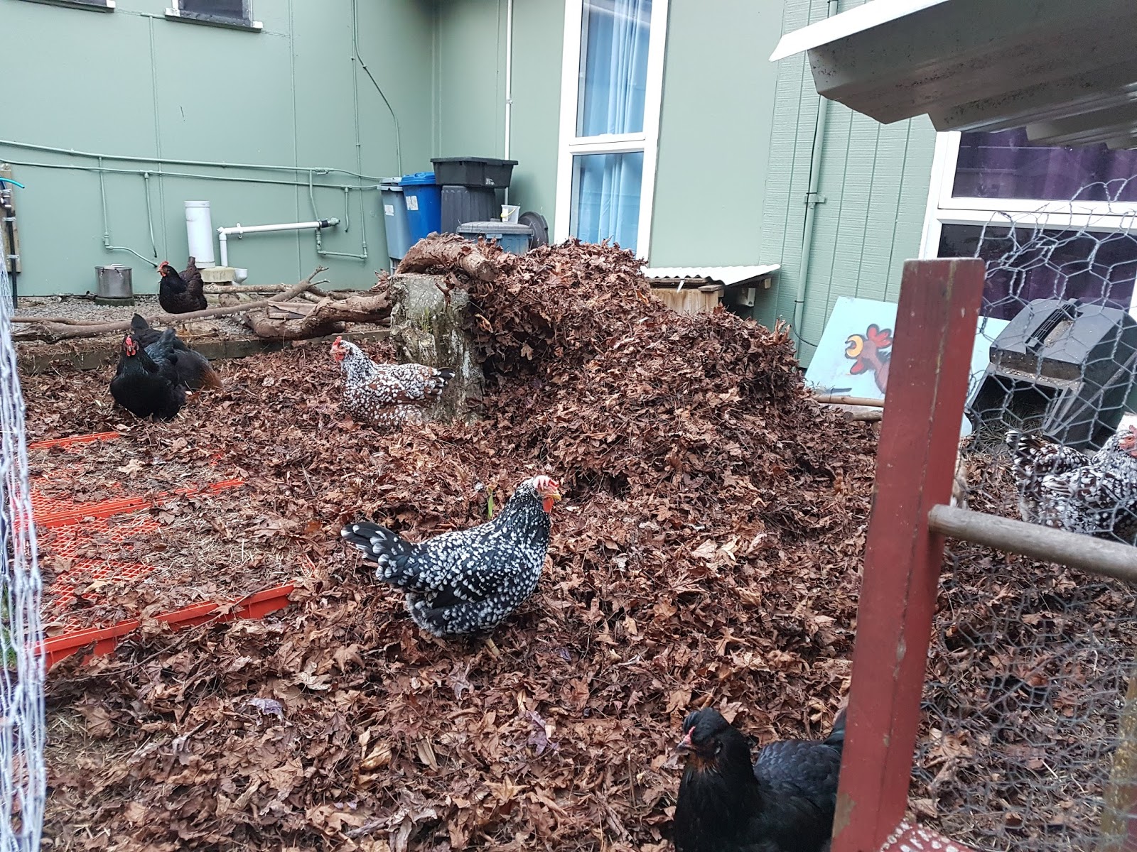 Using leaves as deep litter in the chicken pen.
