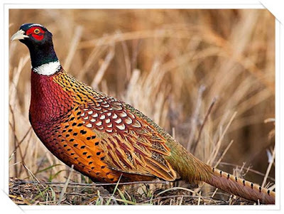 Animals That Start With P - Pheasant Animals That Start With P - Pheasant