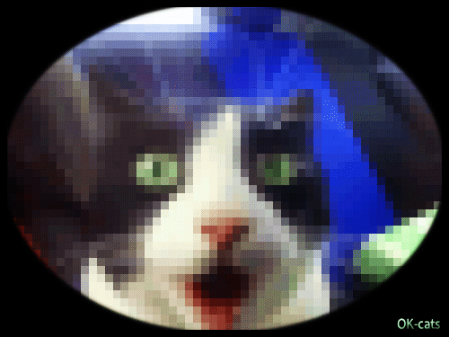 Art Cat GIF • Black and white cat is amazed by car ride at high speed. “Faster ! Faster! Faster!” Art Cat GIF • Black and white cat is amazed by car ride at high speed. “Faster ! Faster! Faster!”