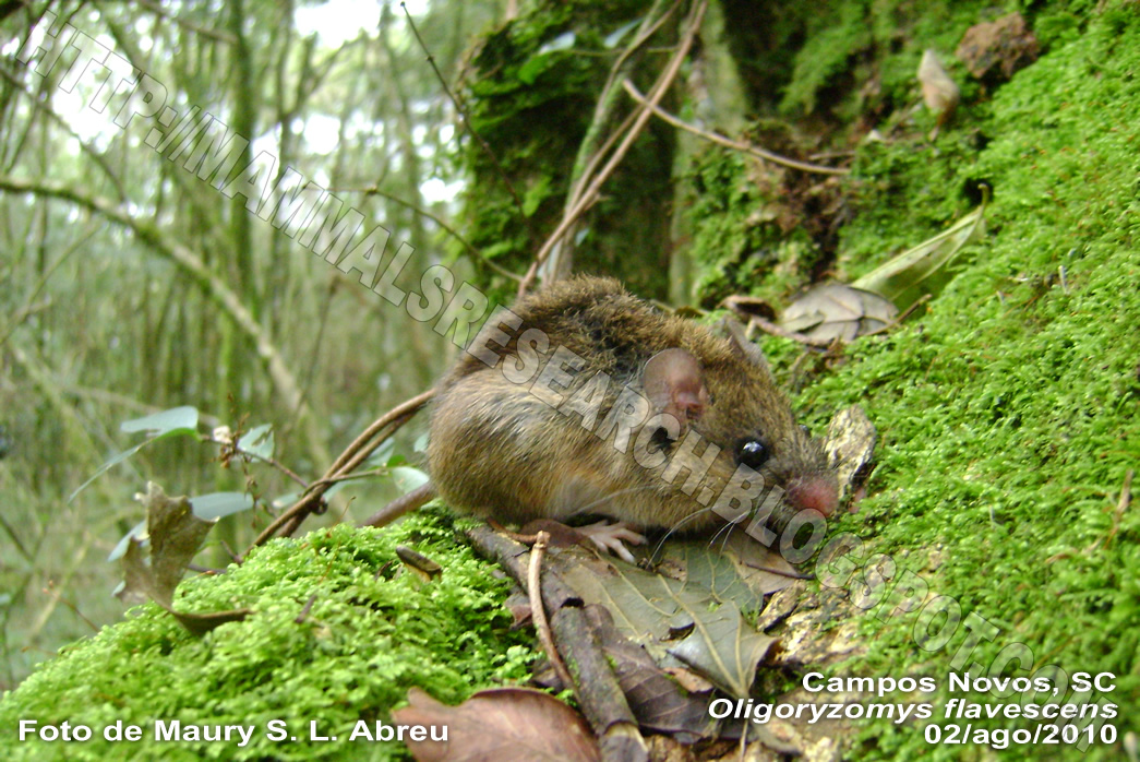 Mammal's Research Fotos Oligoryzomys flavescens