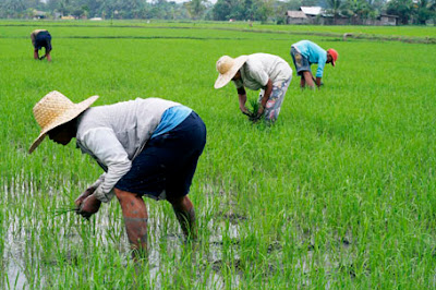 Mga Patakaran at Programang Pangkaunlaran sa Sektor ng Agrikultura