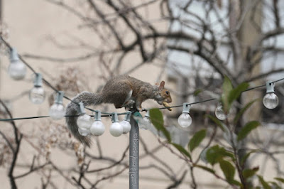 This is a picture of a squirrel. I don’t know the creature’s gender so I will reference the little animal with the masculine pronoun. He is about to jump from a pole that supports string  lights that are hanging over a garden. These string lights are featured in volume one of  my three volume book series, “Words In Our Beak.” Info re these books  can be found within another post on this blog @ https://www.thelastleafgardener.com/2018/10/one-sheet-book-series-info.html