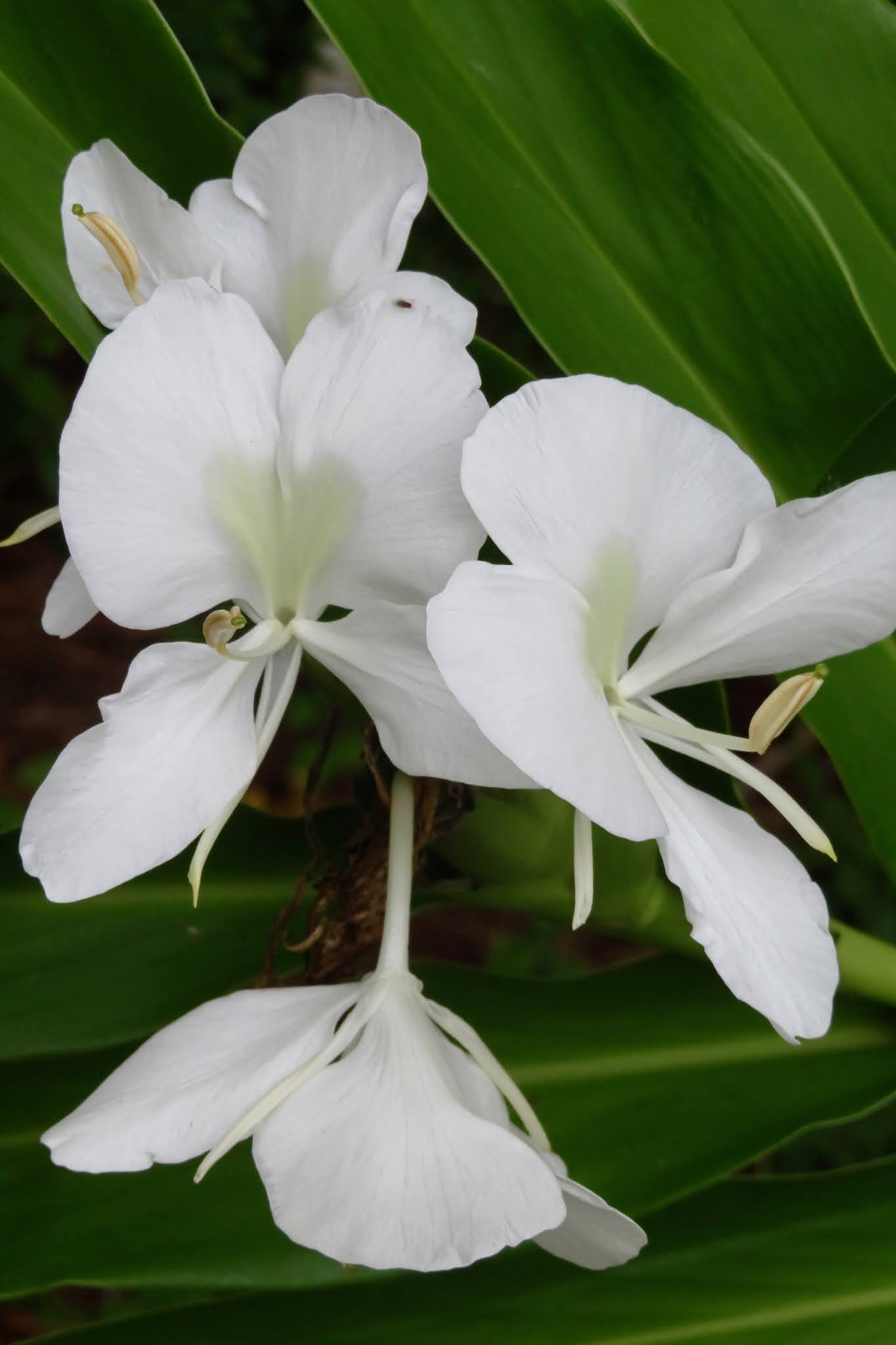 At Home in Wilmington ginger lily