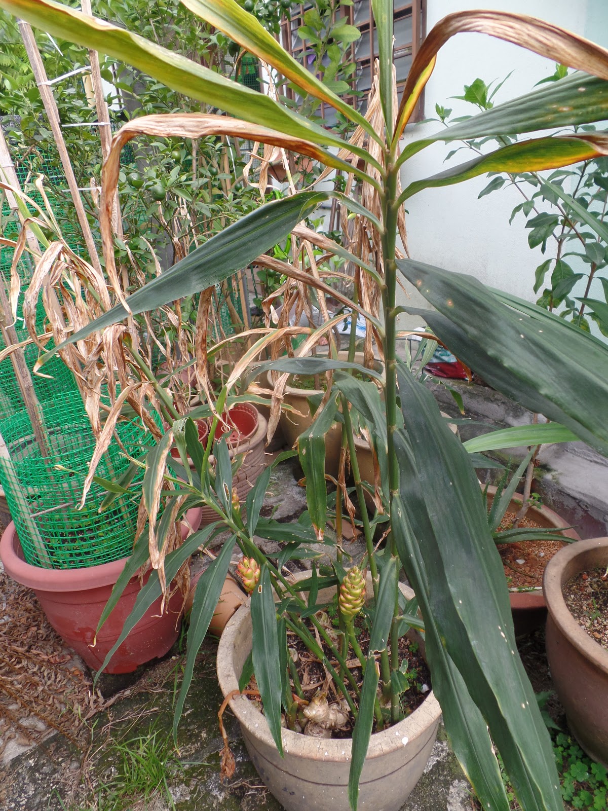 ginger potted garden harvest