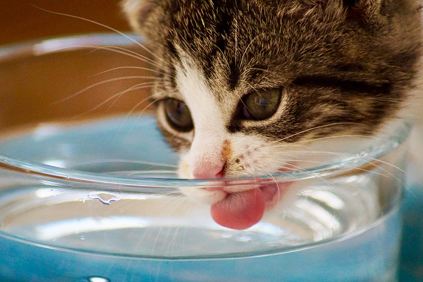 Η σημασία του πόσιμου νερού για τις γάτες | Αυστραλός γατόφιλος